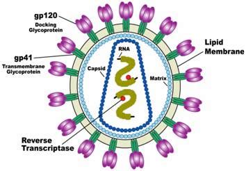 Human Immunodeficiency Virus (HIV) : Classification