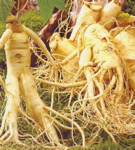 Products made from Panax ginseng part1 | Panax Ginseng