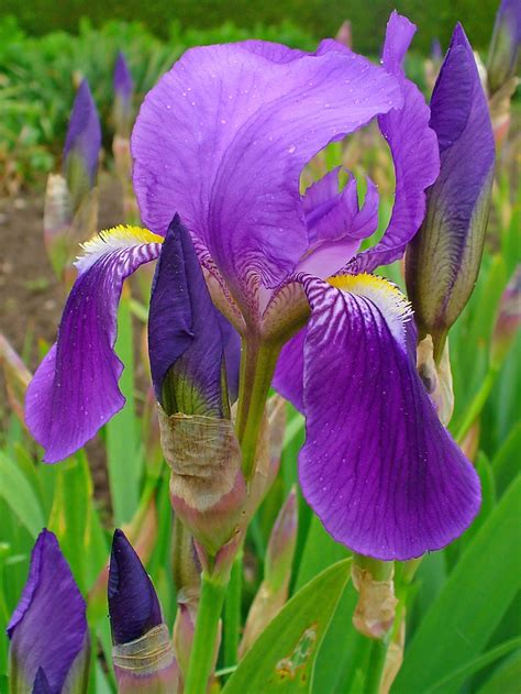 Iris x germanica (Bearded Iris, Common Flag, German Iris, Rhizomatous ...