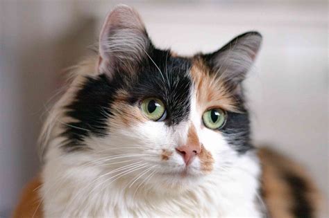 Calico Cats Details and Breeds