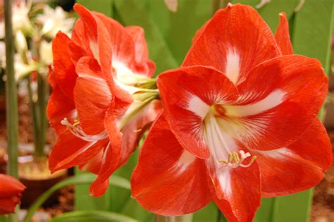 How to Grow Amaryllis for Christmas | Dengarden