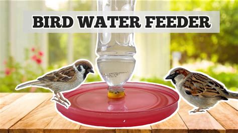 How to Make BIRD WATER FEEDER with Water Bottle at Home - YouTube