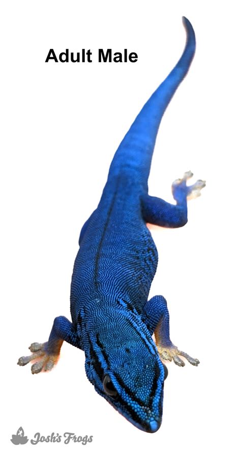 Electric Blue Day Gecko - Lygodactylus williamsi (Captive Bred)