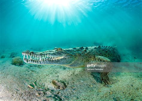 Saltwater Crocodile Underwater High-Res Stock Photo - Getty Images