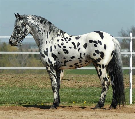 White Arabian Appaloosa Cross | Assessment of quality & type while ...