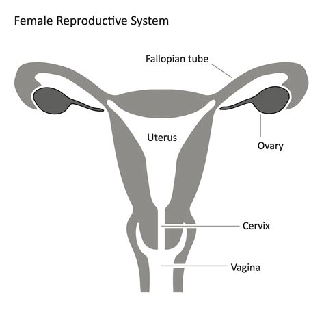 Diagram Anatomy Female Reproductive System ~ Human Physiology Functional Anatomy Of The Female ...