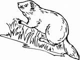 Free Beaver Coloring Pages sketch template