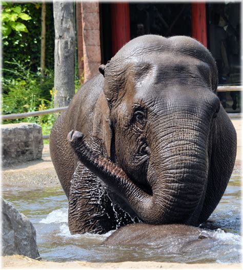 Free Images : sea, water, girl, trunk, vacation, travel, mammal, bikini, thailand, joy, bathing ...