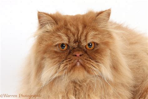 Ginger Persian male cat photo WP34596