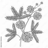 Vector Branch Of Outline Mimosa Pudica Or Sensitive Plant Sleepy  sketch template