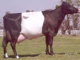 Dutch Belted | The Cattle Site