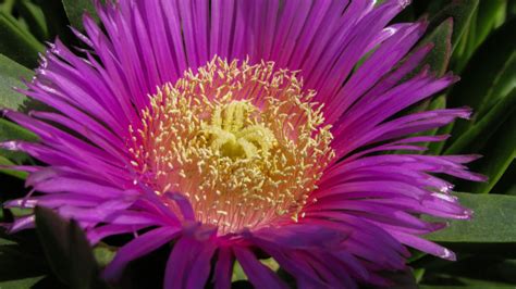 Free Images : flower, petal, botany, succulent, pink, flora, pigface, flowering plant, ice plant ...