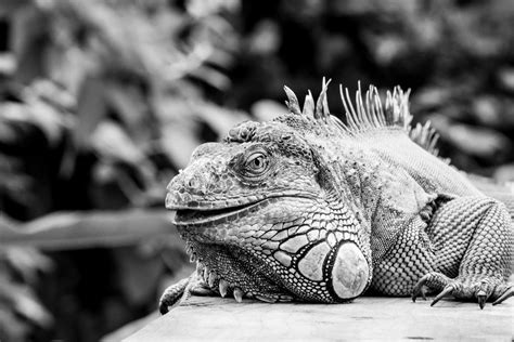 Iguana Lizard Free Stock Photo - Public Domain Pictures