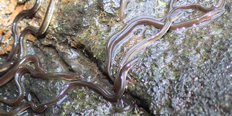 The disappearance of the American eel | Ontario Nature