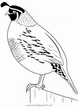 California Quail Lewis Coloring Page For Kids  Free Quails Printable sketch template