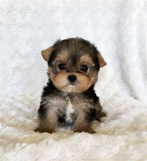 Teacup Yorkie Puppy For sale Lilly! | iHeartTeacups