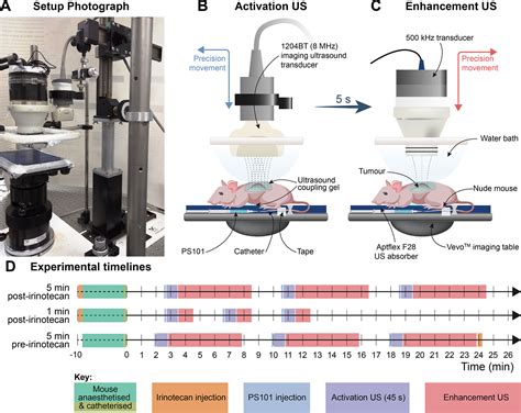 Frontiers | Therapeutic Dose Response of Acoustic Cluster Therapy in ...