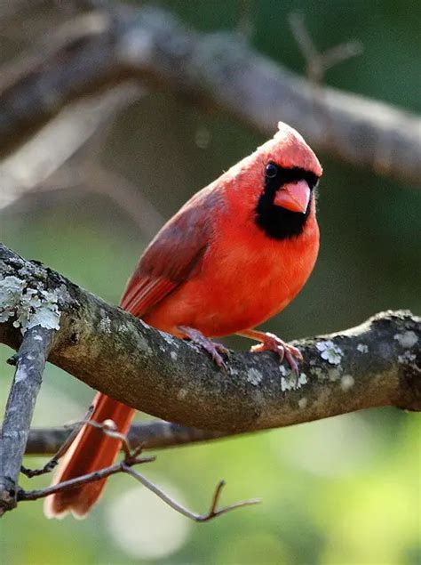 Indiana State Bird | Northern Cardinal