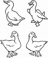 Goose Picture Coloring Page  NetArt sketch template