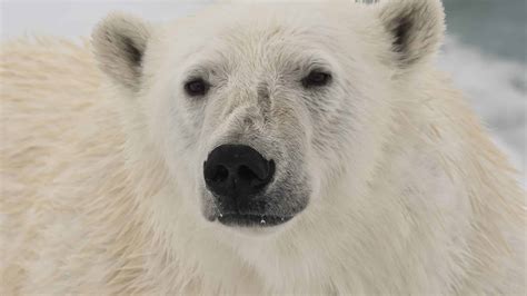 Discover the Largest Polar Bear Ever Recorded - A-Z Animals