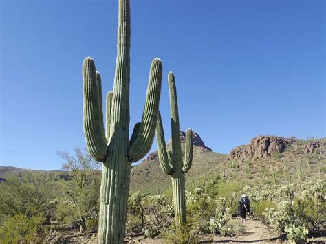 16 Best Native Plants for Your Phoenix Yard