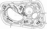 Free Coloring Pages Of A Cell Structure sketch template