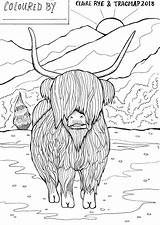 Printable Highland Cow Colouring Page  And Enjoyable Learning sketch template