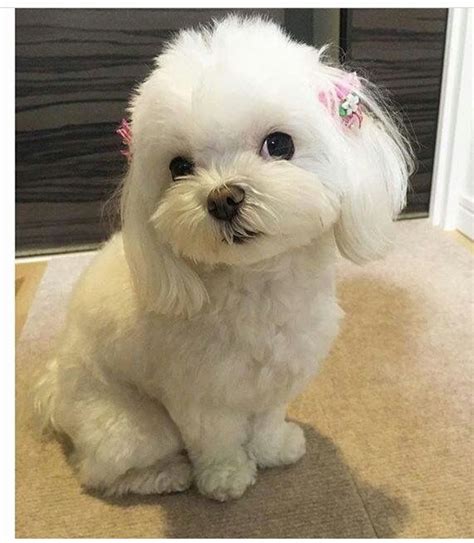 Pin by Glezzi Orasmo on Tosa maltes | Cute dogs, Baby dogs, Maltese dogs