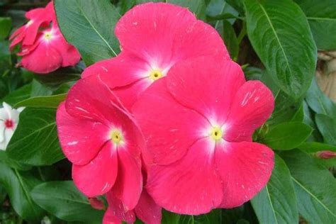 Catharanthus - Alchetron, The Free Social Encyclopedia