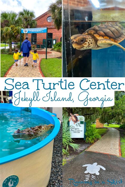 Georgia sea turtle center jekyll island – Artofit