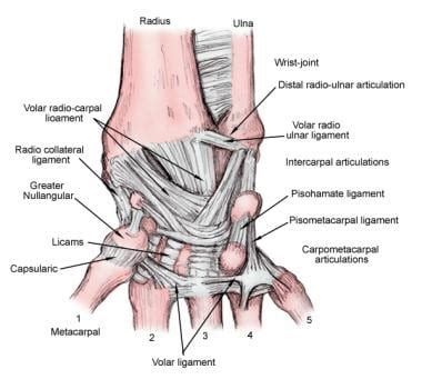 Wrist Joint Anatomy: Overview, Gross Anatomy, Natural Variants