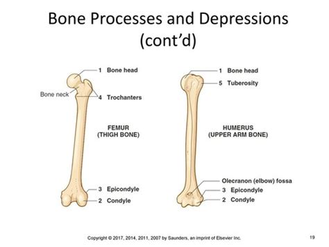 Bone Processes Flashcards | Quizlet