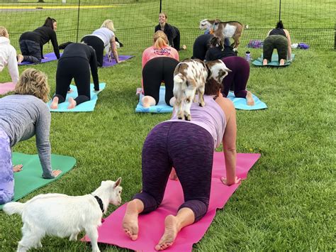 Goat yoga is a thing and you'll wanna get in on it