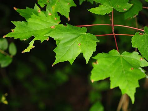 red maple (How To Identify The Common Native Trees of North America ...