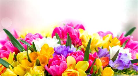 Bright Spring Flower Wallpapers - Wallpaper Cave