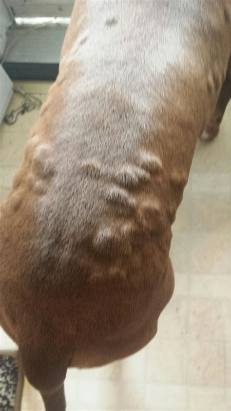 What Are The Bumps On My Dogs Body