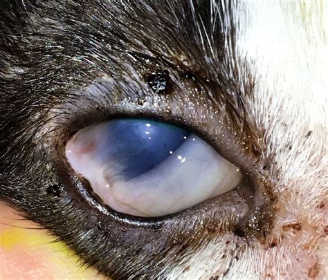 Are Cat Eye Infections Contagious To Dogs