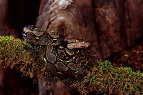 Reticulated Python: Care, Size, Temperament & Breeding - AZ Reptiles