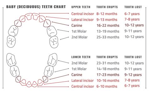 When do babies teeth fall out Idea | hostalelportalico