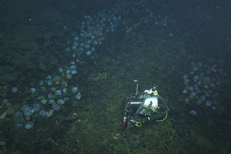 Atop an Underwater Hot Spring, an ‘Octopus Garden’ Thrives - The New York Times