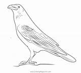 Raven Coloring Page For Kids  Free Crows Printable Pages sketch template