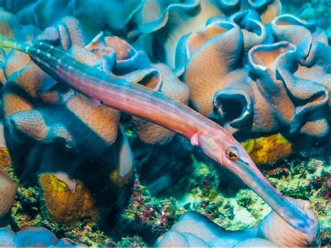 Trumpetfish: habitat and characteristics