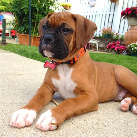 Handsome Boxer puppy | Boxer dog puppy, Boxer dogs, Boxer puppy