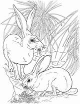 Free Rabbit Coloring Pages sketch template