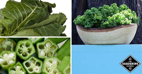 Calcium Rich Vegetables - Gardening Channel