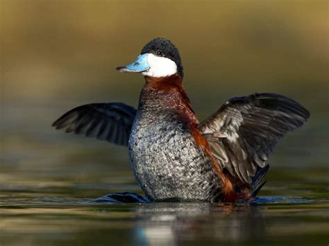 Ruddy Duck Breeding male (Ruddy) | Duck photo, Duck, Duck breeds