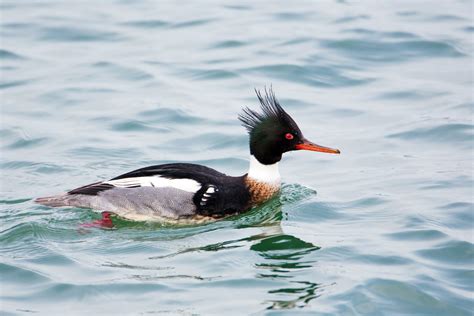 Trip Report: Mid-Whidbey Island — Pilchuck Audubon Society