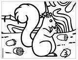 Acorn Coloring Pages  Free Printable Sheets For Kids sketch template