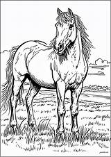 Coloring Pages Of Horses A Creative Journey For All Ages sketch template