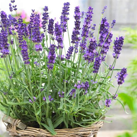 How to Grow Lavender | Growing Lavender in pots | Lavender plant care ...